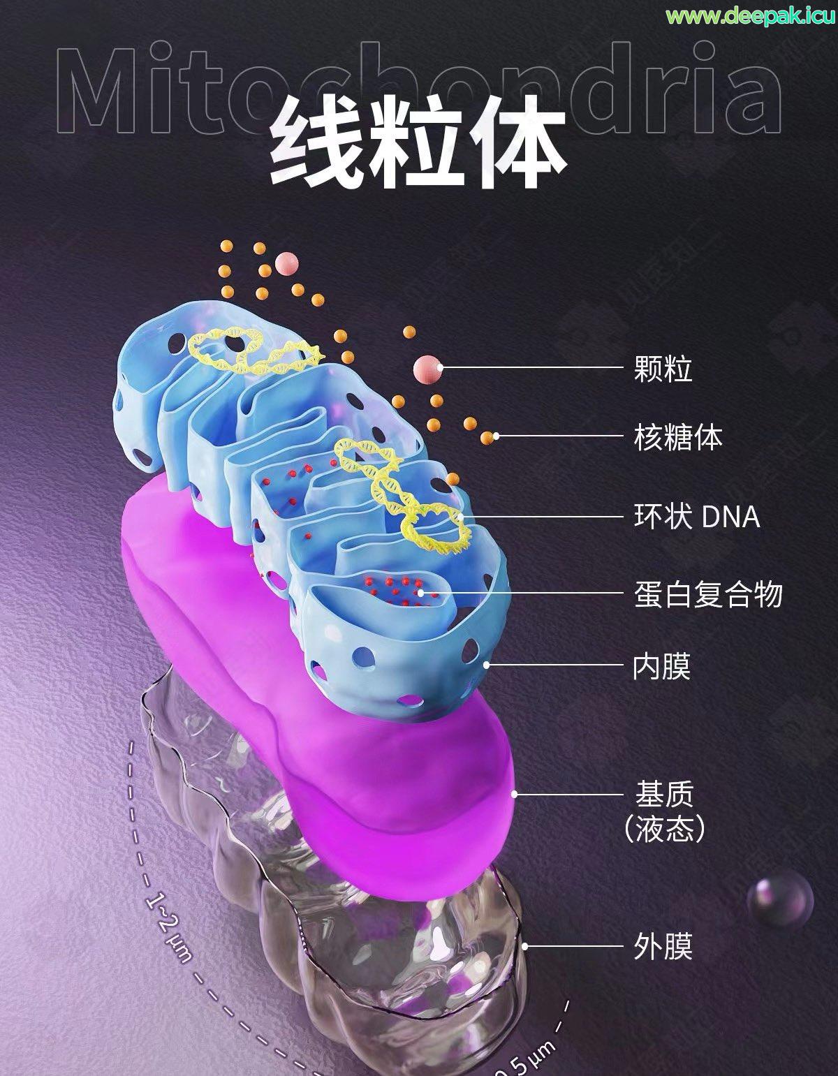 什么东西给人带来能量？除了金钱地位那就是线粒体